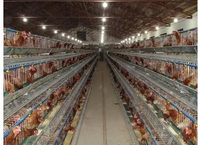 标准化养殖基地