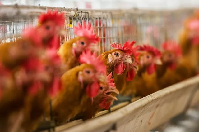 现代化养殖设备